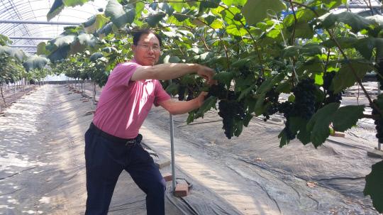 비가림시설로 재배한 보령 남포사현포도를 지난 23일 김동운씨가 첫 수확했다. 사진=보령시 제공
