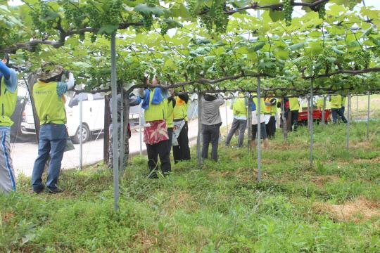 지난 24일 NH농협은행 대전영업본부 임직원들이 대전 동구 신상동 포도농가를 찾아 봉지씌우기 일손돕기를 진행했다. 사진=대전농협 제공
