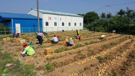 금산군 금성면사무소 직원들이 휴경지에 심은 감자를 수확하고 있다. 사진=금산군 제공
