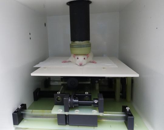 동물 생체자기 측정장치로 실험용 생쥐의 뇌기능을 측정하는 모습. 사진=KRISS 제공
