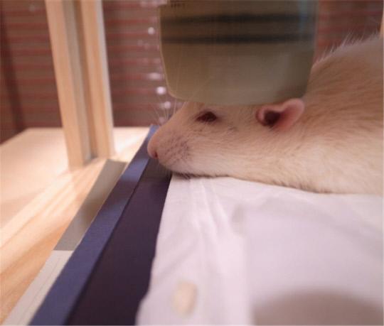 동물 생체자기 측정장치로 실험용 생쥐의 뇌기능을 측정하는 모습. 사진=KRISS 제공
