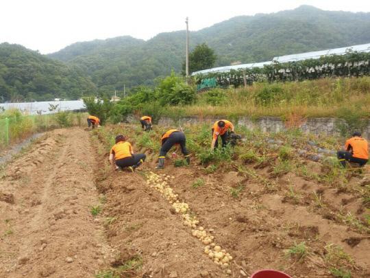 옥천소방서 청산119안전센터 직원들이 텃 밭에 재배한 감자를 수확하고 있는 모습. 사진=옥천소방서 제공
