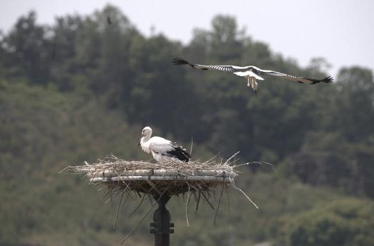 충남 예산군 광시면 장전리 둥지탑에서 아기 황새가 둥지를 내려가는 모습. 사진= 예산황새공원 제공 
