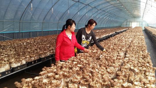 배지표고버섯 재배기술을 배우는 새내기 귀농인. 사진=예산군 제공 
