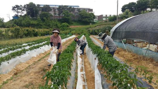 홍성군 농업기술센터는 새내기 귀농인 인력지원 사업을 추진하고 있다. 사진=홍성군 제공 
