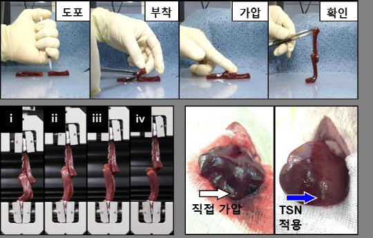 나노 접착제의 생체조직 접착 실험(위)과 접착력 분석(왼쪽 하단), 즉각적인 지혈작용(오른쪽 하단). 사진=IBS 제공
