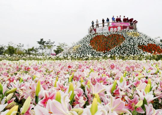 태안군 남면 신온리 네이처월드에서 7월 24일부터 8월 3일까지 11일간 태안 백합꽃축제가 개최된다. 사진은 지난해 백합꽃축제 모습.사진=태안군 제공


