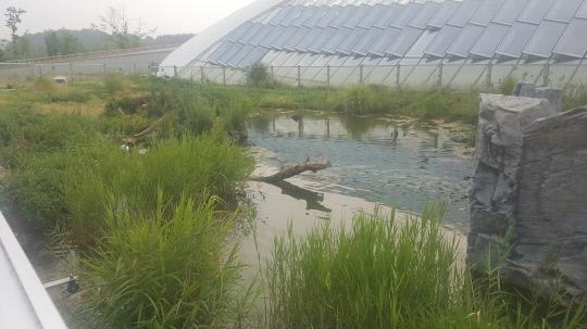 국립생태원 수달 사육장 모습
