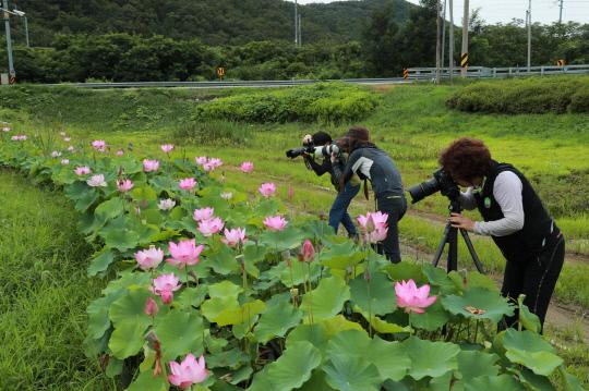 지난 20일 영동군 황간면 노근리평화공원을 찾은 사진작가들이 활작 핀 연꽃을 촬영하고 있는 모습.  사진=영동군 제공.
