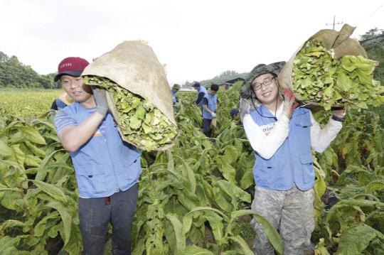 KT&G 임직원들이 지난 18일 충남 천안시 성남면 일대 잎담배 농가를 방문해 수확봉사활동을 펼치고 있다. 사진=KT&G 제공
