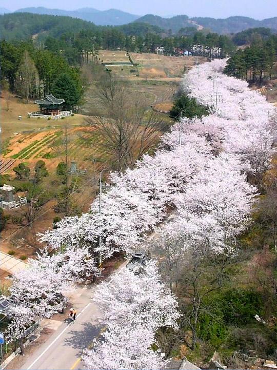 전국에서 가장 긴 회인선벚꽃길.
사진=대전 동구청 제공
