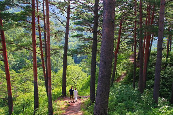 1만여 그루 이상의 금강송이 모여있는 울진 금강소나무숲길은 국내 최고의 트레킹 장소로 손꼽힌다.