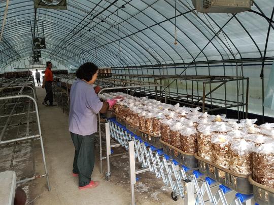 표고버섯 시설설치 시범사업이 마무리된 부여읍 박월득 농가의 표고버섯 재배사

