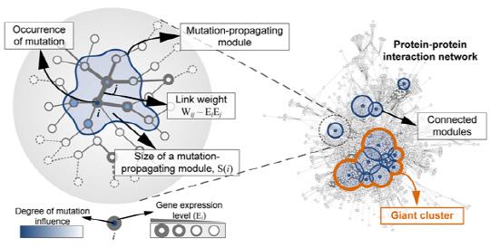 유전자 돌연변이의 영향력 전파에 의한 거대 클러스터의 형성. 사진=KAIST 제공
