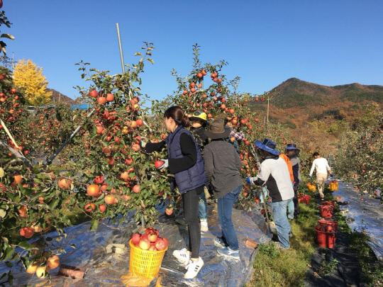 영동군청 직원들이 일손이 부족한 농가를 찾아 사과수확을 돕고 있다. 사진=영동군 제공.
