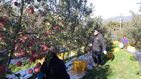 정산면직원들이 갑자기 추워진 날씨와 강한 바람에 미처 수확하지 못한 사과의 냉해피해를 막기위해 휴일도 잊은채 긴급 일손돕기에 나섰다.사진=청양군 제공
