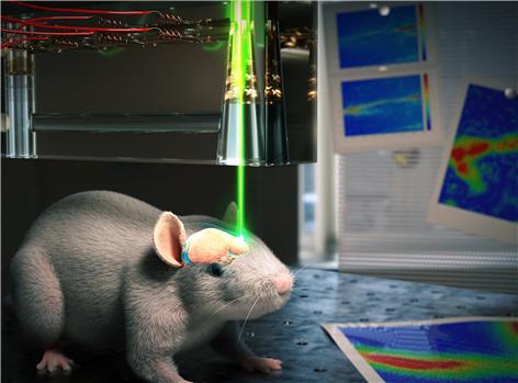 액체렌즈를 이용하여 살아있는 쥐의 광음향영상을 얻는 모식도. 사진=한국연구재단 제공
