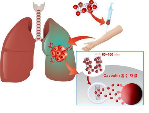 나노물질이 폐에 특이적으로 축적되는 경향을 이용한 폐암 치료법. 폐혈관에 집중 축적된 후, 카베올린 흡수경로의 활성화를 통해 폐암세포에 나노항암제 흡수가 극대화된다. 자료=한국연구재단 제공
