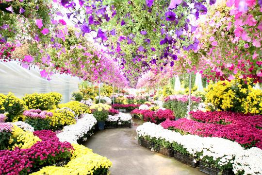 세계꽃식물원은 사계절마다 테마별 꽃을 감상할 수 있어 가족여행, 혹은 연인들의 데이트 코스로인기를 끌고 있다. 사진=충남도 제공
