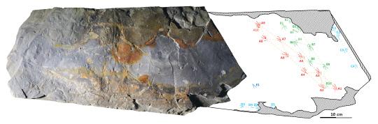 경남 하동서 발견된 도마뱀 발자국 화석과 도면. 자료=한국지질자원연구원 제공

