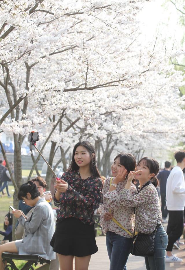 신탄진 벚꽃길은 매년 봄이면 이곳을 찾은 관광객들로 붐빈다.  사진=대덕구 제공
