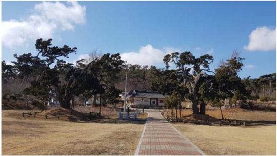 서산 송곡서원 향나무 전경 (좌우 2그루) 사진=문화재청 제공
