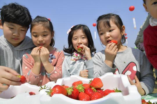 지난해 축제장을 찾은 어린이들이 딸기를 맛보며 즐거워 하고 있다. 사진=논산시 제공
