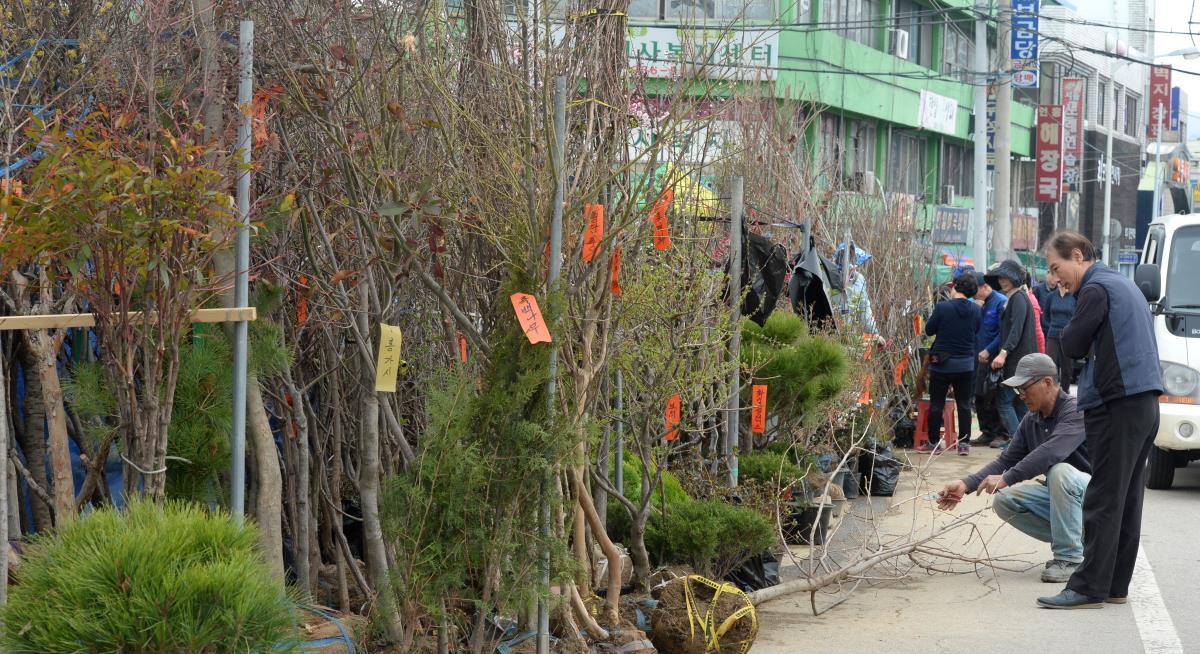 식목철을 맞아 1일 대전 동구 보문교 묘목시장을 찾은 시민들이 다양한 묘목을 살펴보고 있다. 신호철 기자