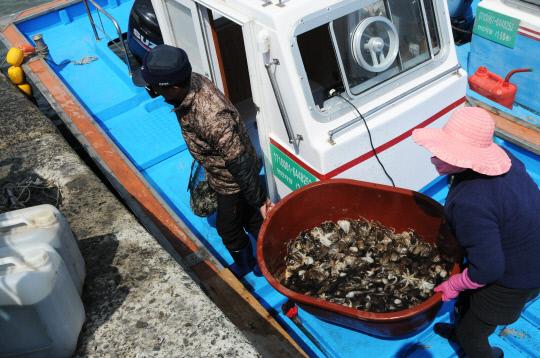 몽산포항에서 어민들이 당일 바다에서 수확한 주꾸미를 나르고 있다. 김대욱 기자 

