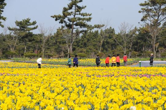 네이처월드에서 진행 중인 수선화축제 에서 관람객들이 꽃을 구경하고 있다. 김대욱 기자 
