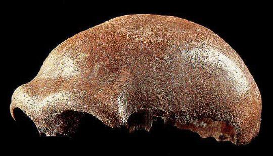 네안데르탈인 특별전시_1856년 네안더계곡에서 발견된 두개골
