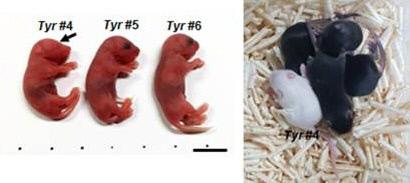 멜라닌 생성 효소 유전자(Tyrosinase)를 교정해 만들어진 생쥐. 아데닌 염기교정 가위로 유전자의 특정위치에서 아데닌(A)을 구아닌(G)으로 치환했다. 그 결과 태어난 생쥐(Tyr #4, 가운데)는 눈과 털이 하얗게 되는 히말라야 돌연변이가 발현돼 백색증이 나타났다. 자료=기초과학연구원 제공
