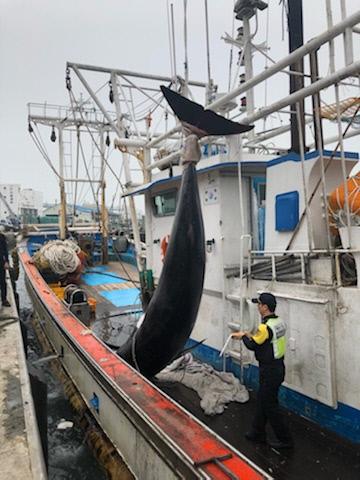 군산 어청도 인근 해상에 쳐놓은 근해안강망 그믈에 밍크고래 1마리가 걸렸다. 사진=보령해경 제공
