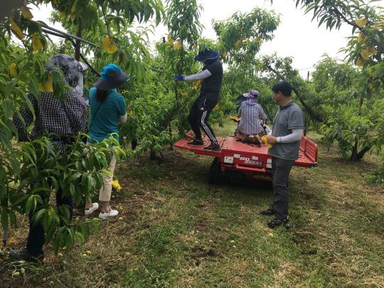 군 농업기술센터 직원들이 복숭아재배농가에서 농가일손돕기를 펼치고 있는 모습. 사진=군 농업기술센터 제공 
