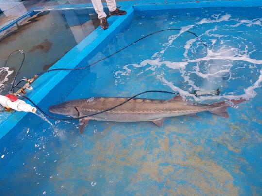 야생식물 보호종인 철갑상어(길이 170㎝, 무게 55㎏)가  24일 태안앞바다에서 잡혔다. 사진=태안군 제공
