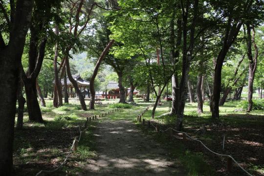 국가산림문화자산으로 지정된 거창 갈계숲. 사진=산림청 제공
