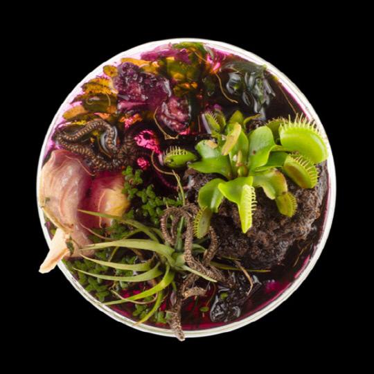 Suzanne Anker_Vanitas in petri dish 1 배양접시속 바니타스)배양 접시에 완두콩과 벌레, 버섯과 꽃 등의 각종 유기물질을 담아 인쇄물로 전시되는 작품이다.   사진=대전시립미술관 제공
