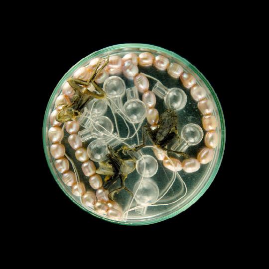 Suzanne Anker_Vanitas in petri dish 3(배양접시속 바니타스)배양 접시에 완두콩과 벌레, 버섯과 꽃 등의 각종 유기물질을 담아 인쇄물로 전시되는 작품이다.   사진=대전시립미술관 제공
