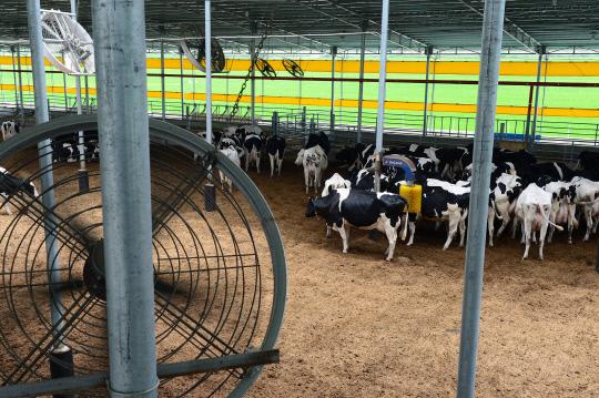 18일 오전 11시 충남 홍성군 홍북읍 갈산리의 한 젖소농가에서 더위에 지친 젖소들이 그늘을 찾아 모여 있다. 사진= 홍성군 제공 

