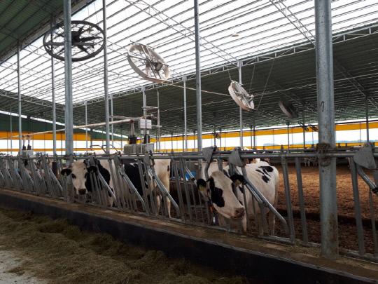 18일 오전 11시 충남 홍성군 홍북읍 갈산리의 한 젖소농가에서 젖소들이 더위를 식히고 있다. 사진= 김정원 기자
