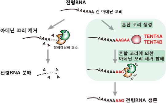 전령 RNA 혼합 꼬리의 아데닌 꼬리 제거 과정 방해 모식도. 
전령RNA에는 정상 기능을 돕는 긴 아데닌 꼬리가 있다. 긴 아데닌 꼬리가 탈아데닐화 효소에 의해 짧아지면 전령RNA의 분해가 일어나게 되는데, 전령RNA에 붙은 혼합 꼬리는 아데닌 꼬리 제거 과정을 방해한다. 자료=기초과학연구원 제공
