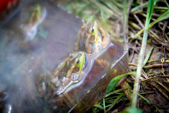 당산생태공원에 방사된 금개구리. 사진 = 당진시 제공

