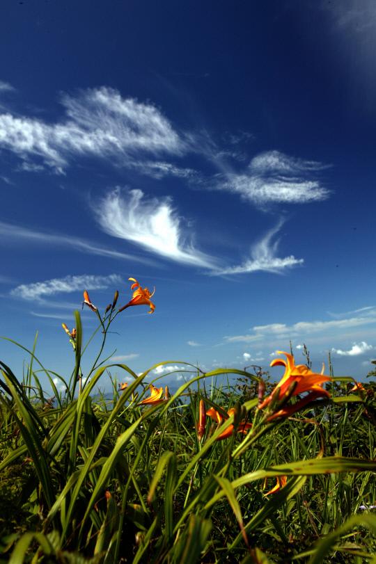 단양 소백산에 여름 들꽃이 피어나면서 천상의 화원을 연출하고 있다. 사진=단양군 제공.
