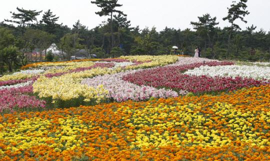 태안군 남면 신온리 네이처월드에서 7월 27일부터 8월 5일까지 열흘간 `2018 태안 백합꽃축제`가 개최된다. 사진은 지난해 백합꽃축제 모습.사진=태안군 제공

