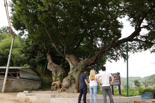 지난 12일 영동군 학산면 박계리 마을을 지나던 관광객들이 위풍당당하게 서 있는 `독립군 나무`를 살펴보고 있다.사진=영동군 제공.

