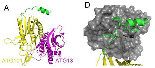 왼쪽의 그림은 ATG101(노란색)과 ATG13(진홍색)이 결합된 구조다. 초록색으로 표시된 부분이 ATG101의 카르복시-말단으로 알파-나선구조를 이루고  있으며, 오른쪽 그림에서와 같이 단백질 결정 내에서 다른 ATG13과 마주하고 있는 것을 확인했다. 자료=한국연구재단 제공
