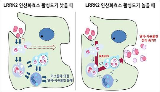 LRRK2 인산화효소 활성에 의한 알파-시뉴클린 응집체의 전이 조절 모델. 사진=한국연구재단 제공
