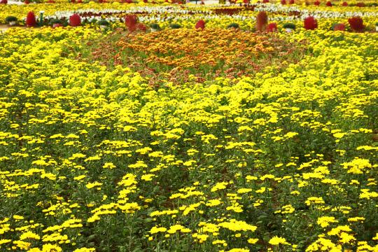 안면도 꽃지 해안공원에 위치한 코리아플라워파크에서 국화를 포함한 다양한 가을 꽃 축제가 열린다.사진= 코리아플라워파크 제공

