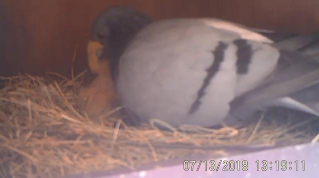 지난 7월 13일 양비둘기가 새끼에게 젖을 먹이는 모습. 사진=국립생태원 제공