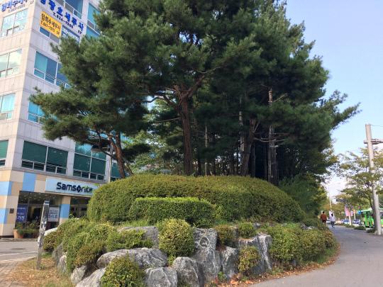 대전시 유성구 궁동네거리 인근의 완충녹지. 사람키의 두배를 훌쩍 뛰어넘을 정도로 높게 조성돼 있다. 사진=서지영 기자 
